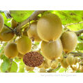 Hybrid F1 High Yield kiwi fruit Seeds For cultivating